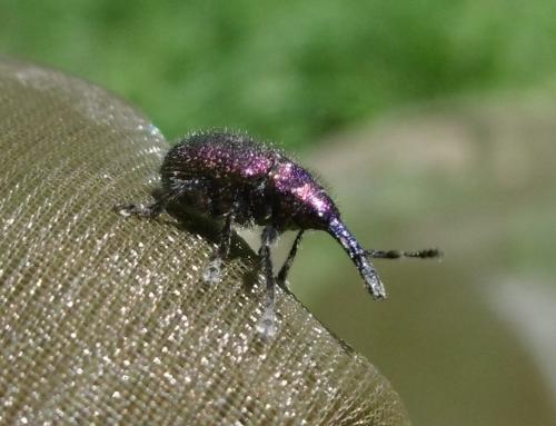 Rhynchites sp.